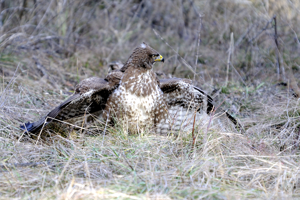 Bussard am Futterplatz 2