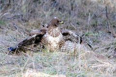 Bussard am Futterplatz 2