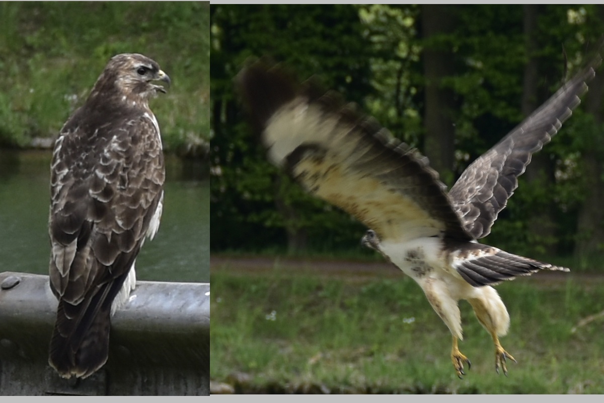 Bussard am Kanal