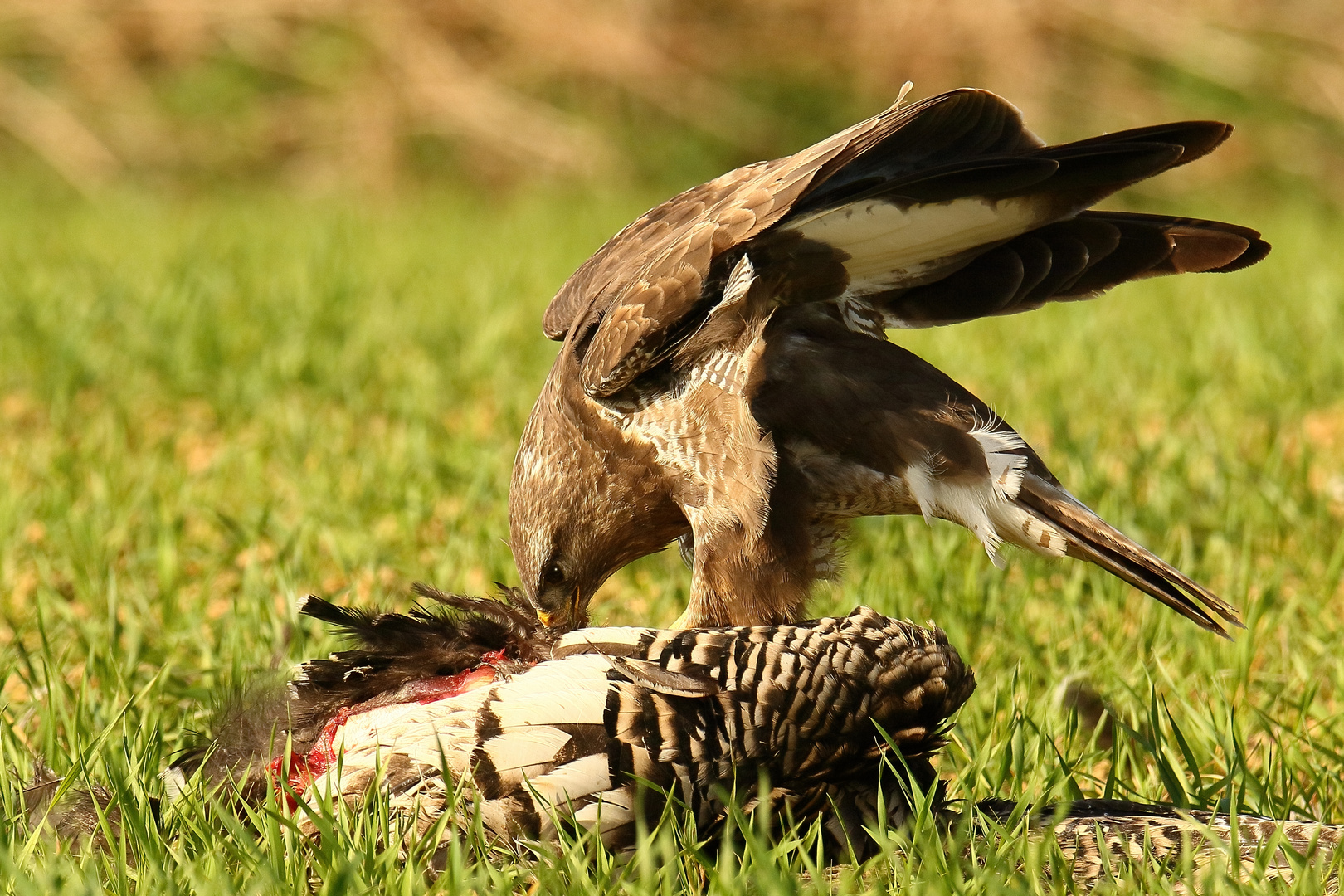 Bussard am Luder