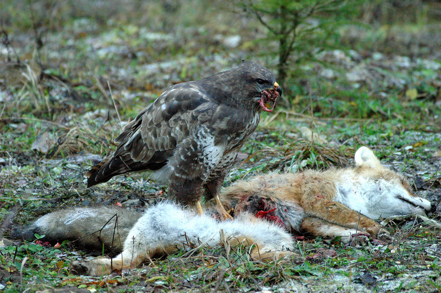 Bussard am Luder