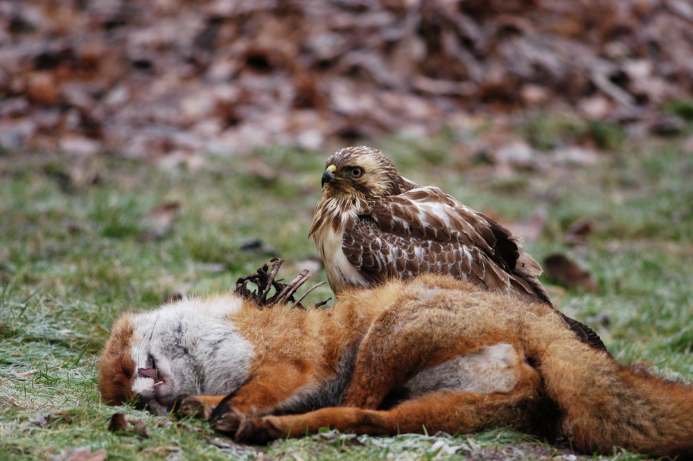 Bussard am Luder