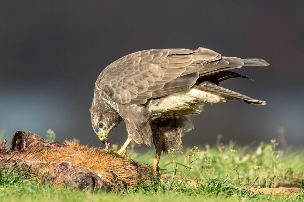 Bussard am Luder