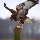 Bussard am Luderplatz