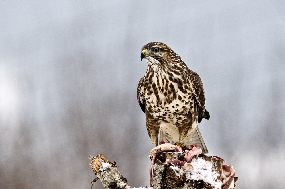 Bussard am Luderplatz