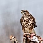 Bussard am Luderplatz