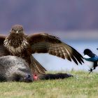 Bussard am Luderplatz