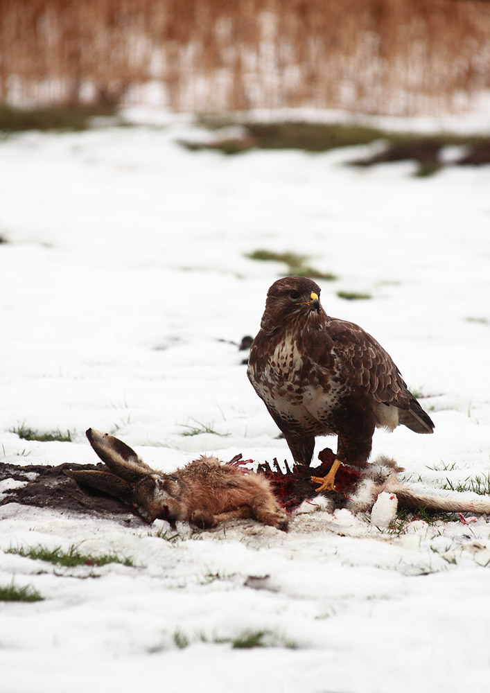 Bussard am Luderplatz II