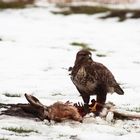 Bussard am Luderplatz II