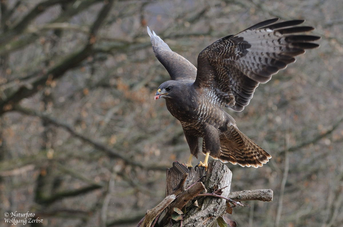 --- Bussard am Luderplatz kurz vor dem Start. ---