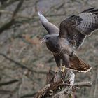 --- Bussard am Luderplatz kurz vor dem Start. ---