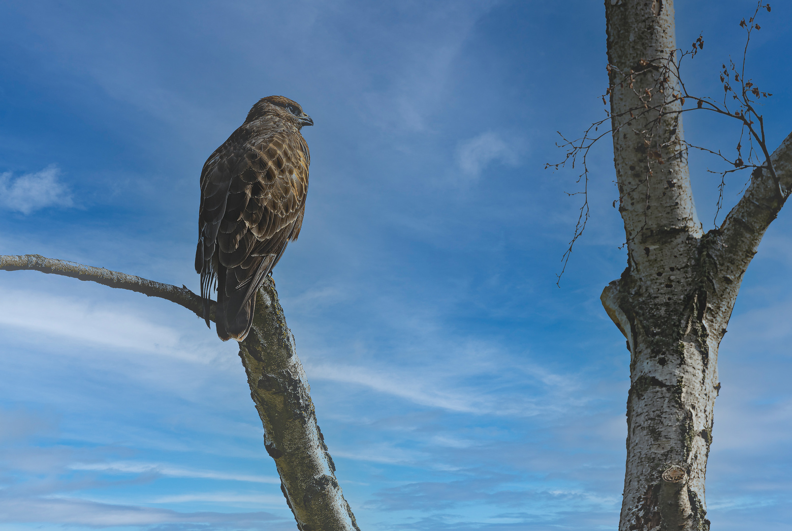 Bussard am Morgen