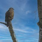 Bussard am Morgen