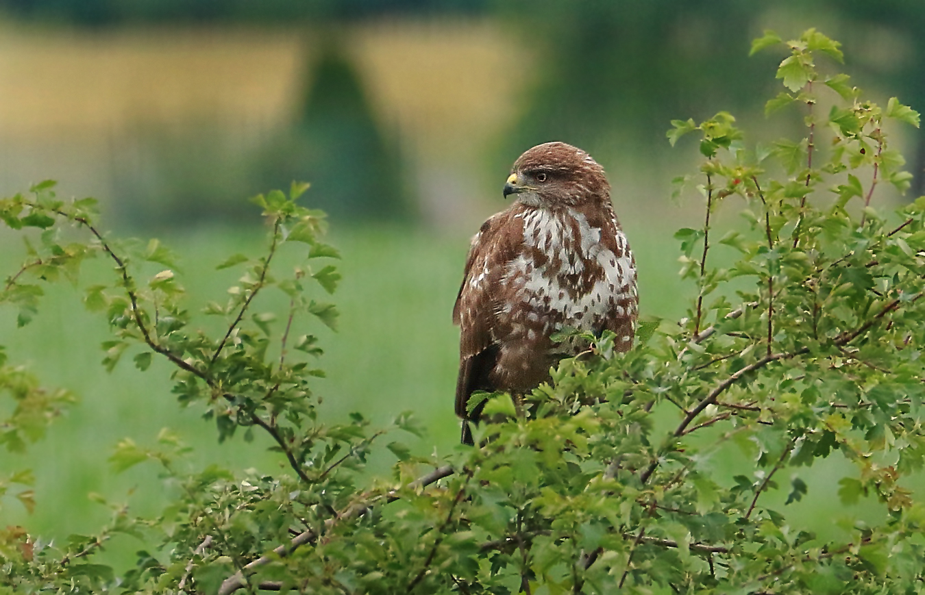 Bussard am Morgen - vertreibt Singvogel und Co oder so