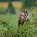 Bussard am Morgen - vertreibt Singvogel und Co oder so