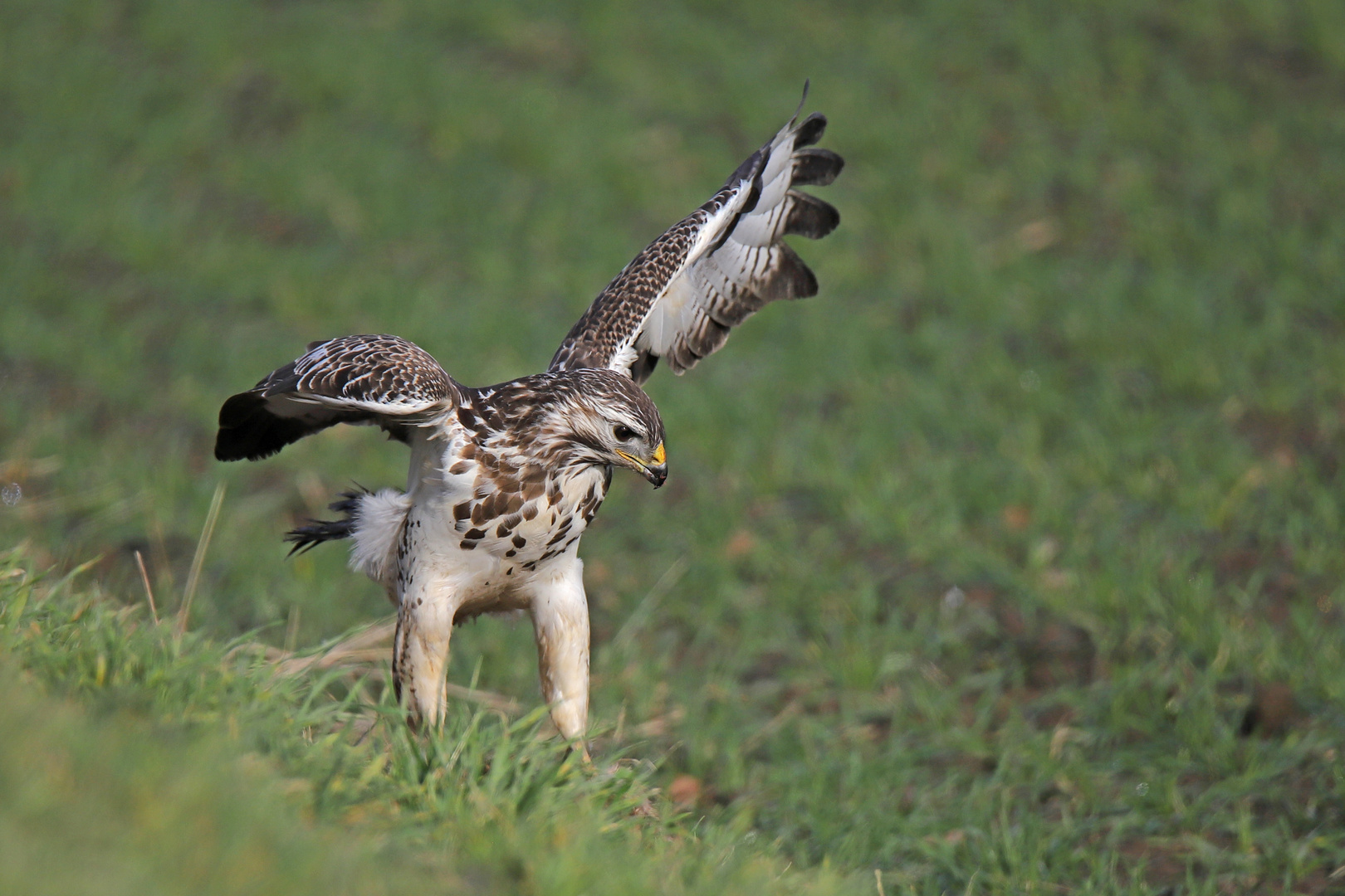 Bussard am Straßenrand