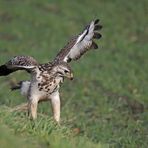 Bussard am Straßenrand