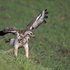 Bussard am Straßenrand