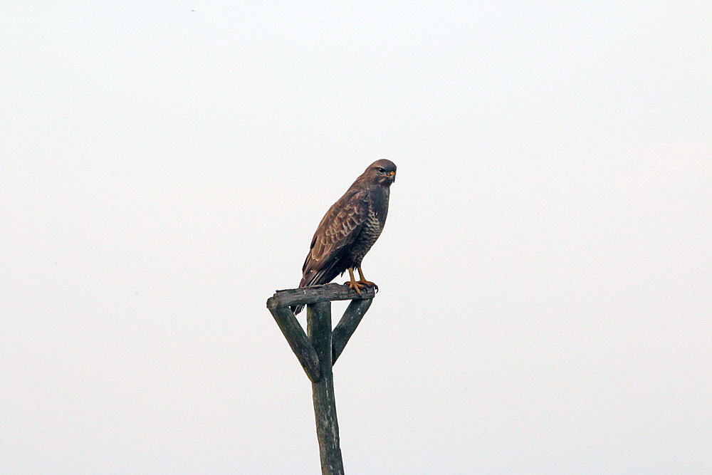 Bussard am Straßenrand