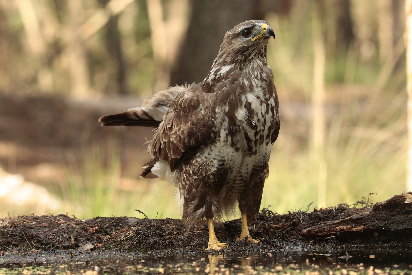 Bussard-am-Vogelbad