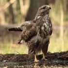 Bussard-am-Vogelbad