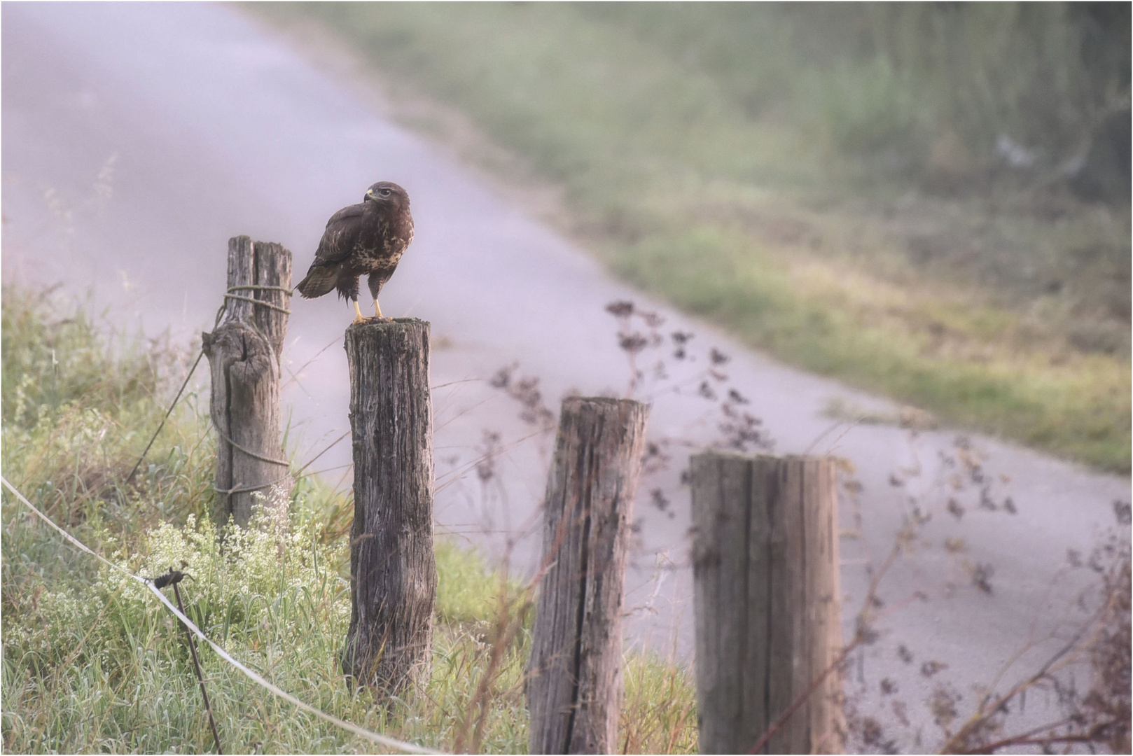 Bussard am Wegrand