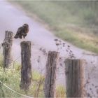 Bussard am Wegrand