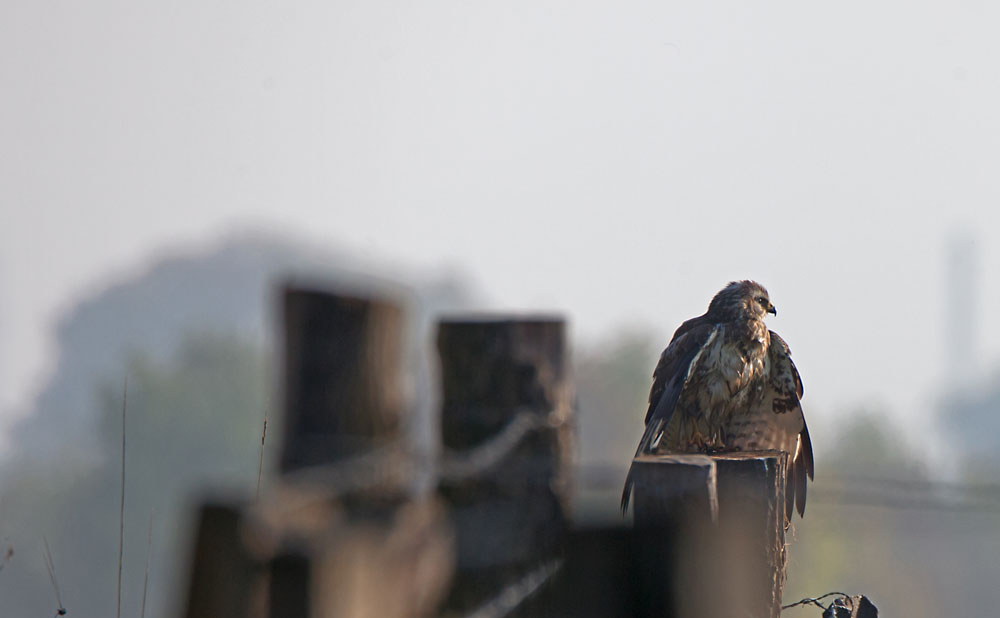 Bussard an einem nebligen Morgen