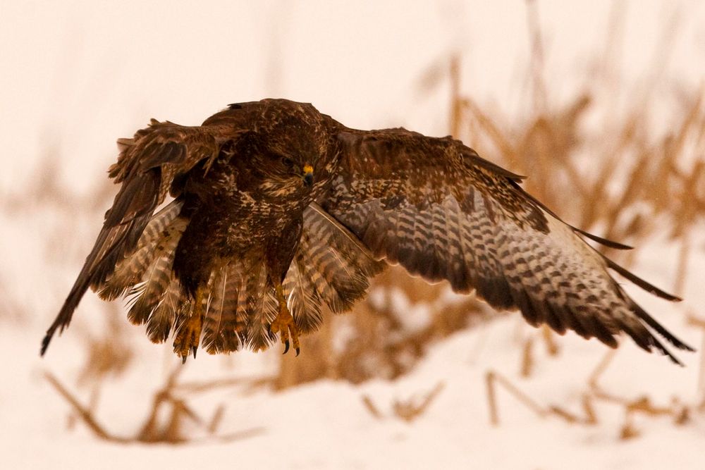 Bussard Anflug