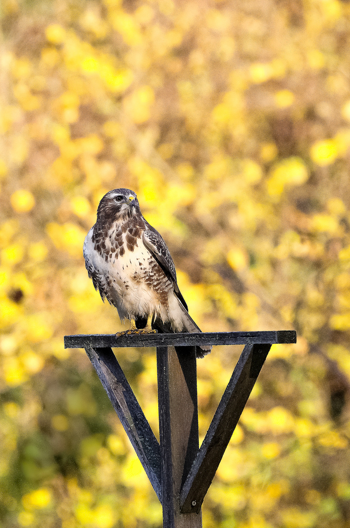 Bussard Ansitz im Garten