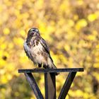 Bussard Ansitz im Garten