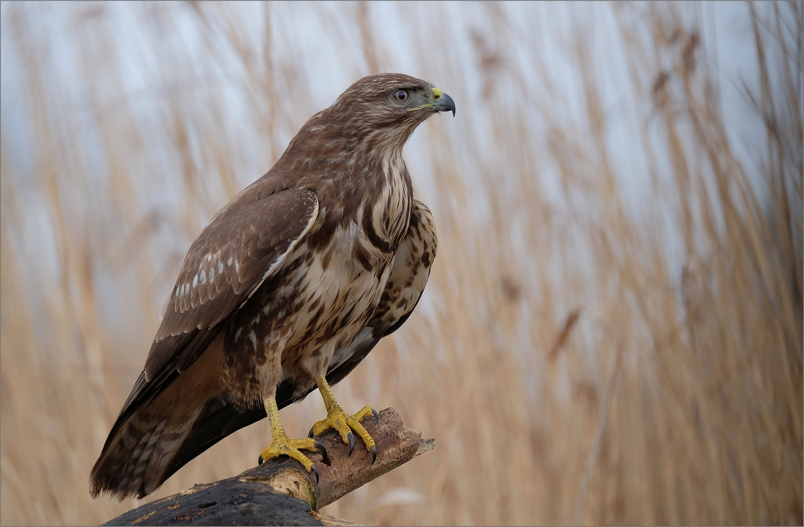 Bussard auf Ansitzwarte...