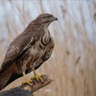 Bussard auf Ansitzwarte...