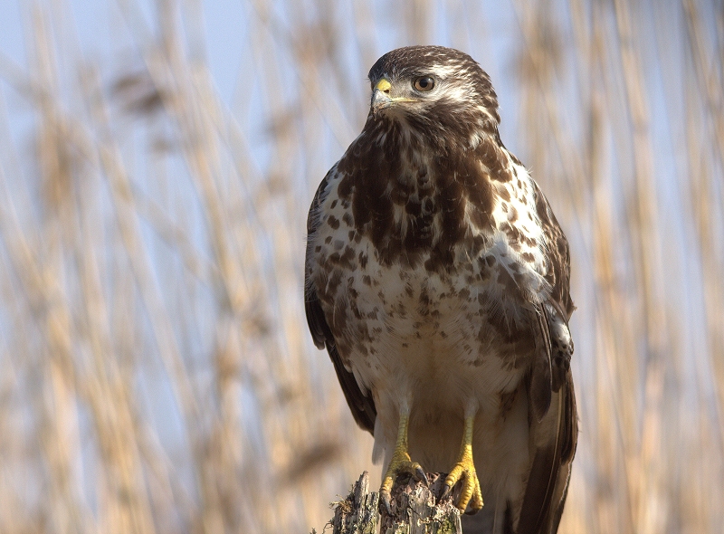 Bussard auf Ansitzwarte