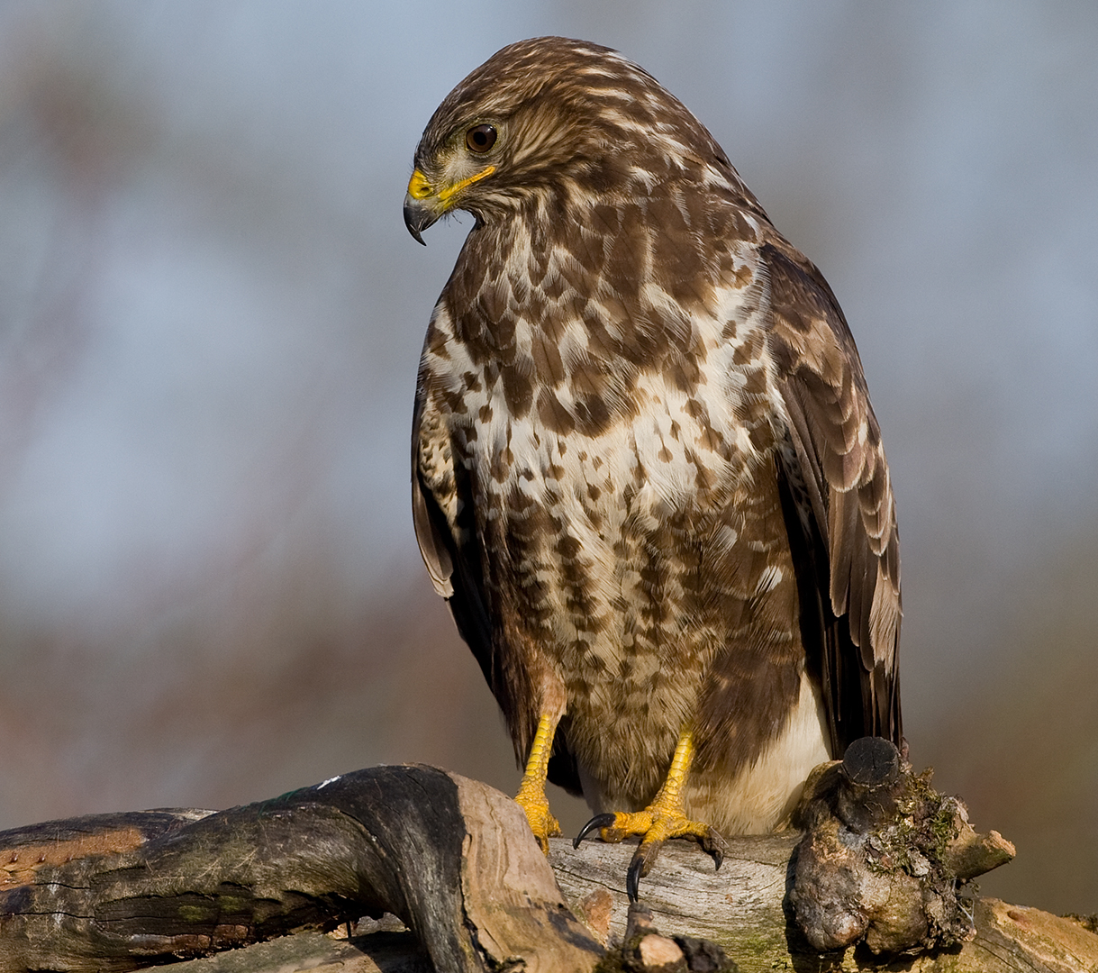 Bussard auf Ast