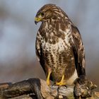 Bussard auf Ast