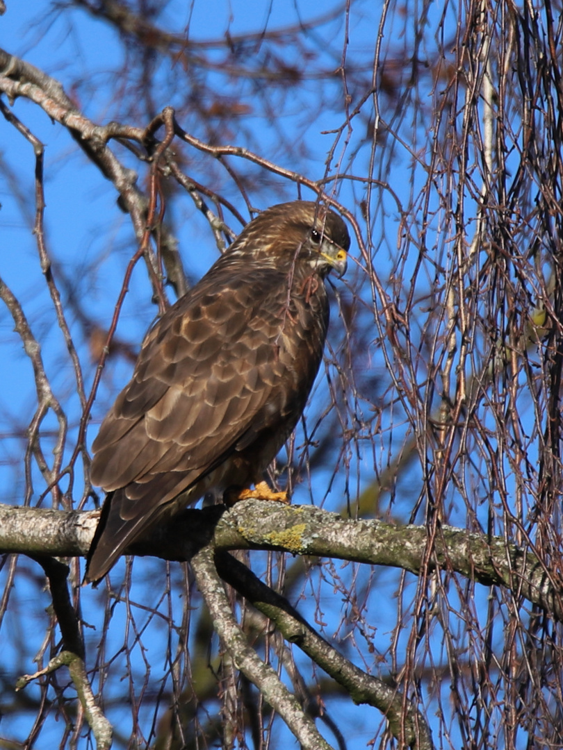 Bussard auf Ausschau nach Mäusen