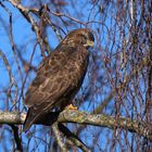 Bussard auf Ausschau nach Mäusen