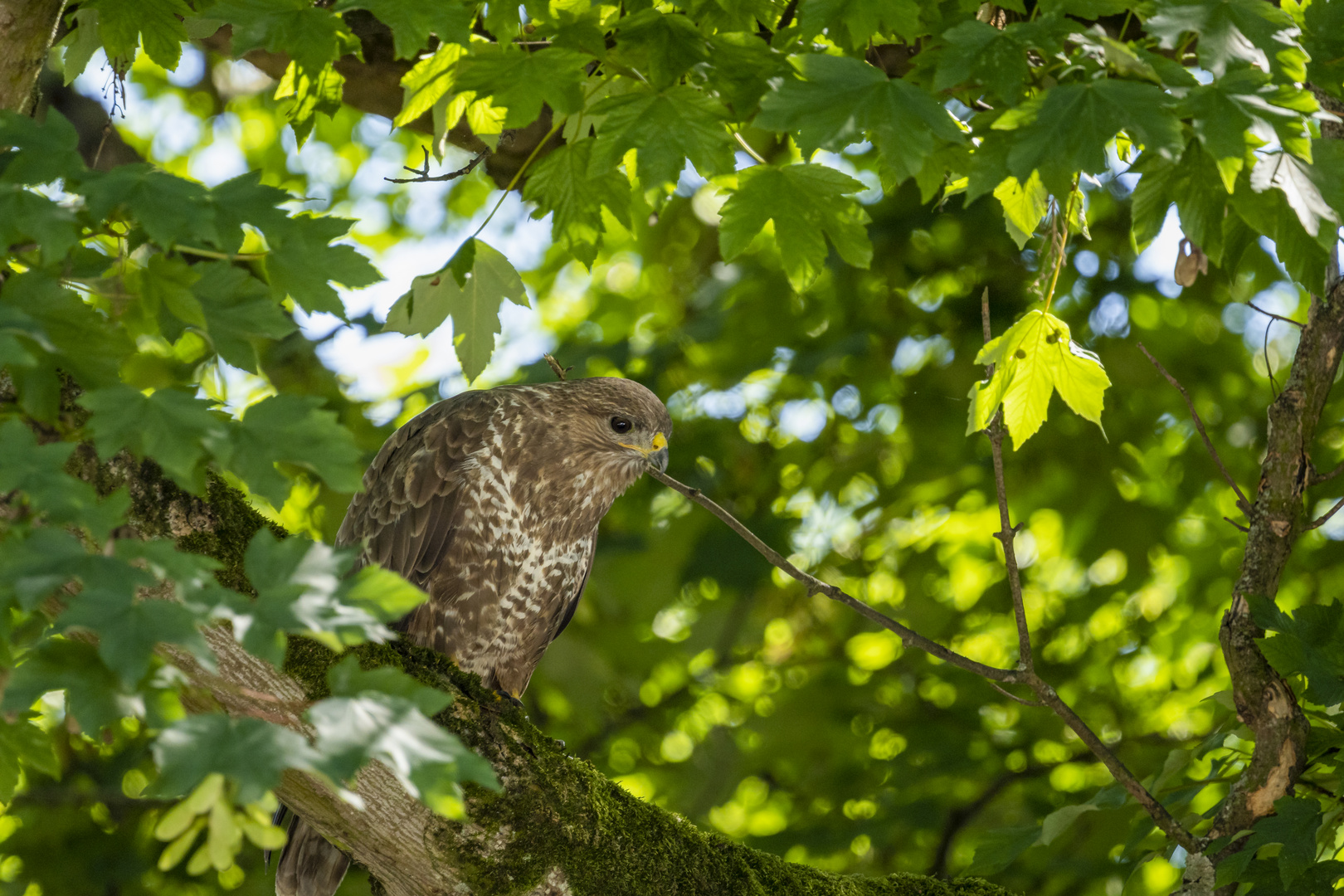 Bussard auf Beobachtung