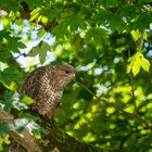 Bussard auf Beobachtung