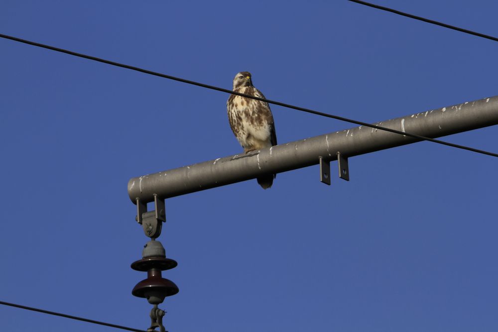 Bussard auf Beobachtungsposten