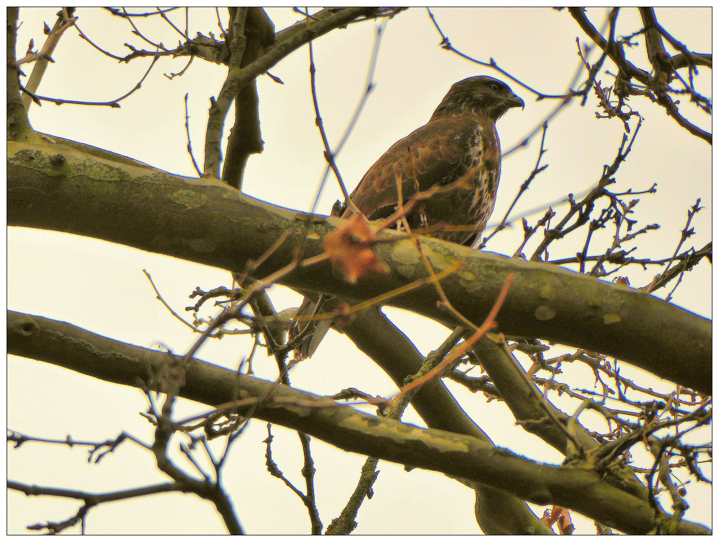 Bussard auf Beobachtungsposten