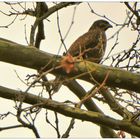 Bussard auf Beobachtungsposten