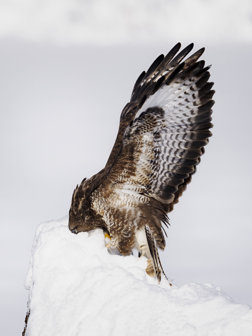 Bussard auf Beute Jagd