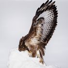 Bussard auf Beute Jagd