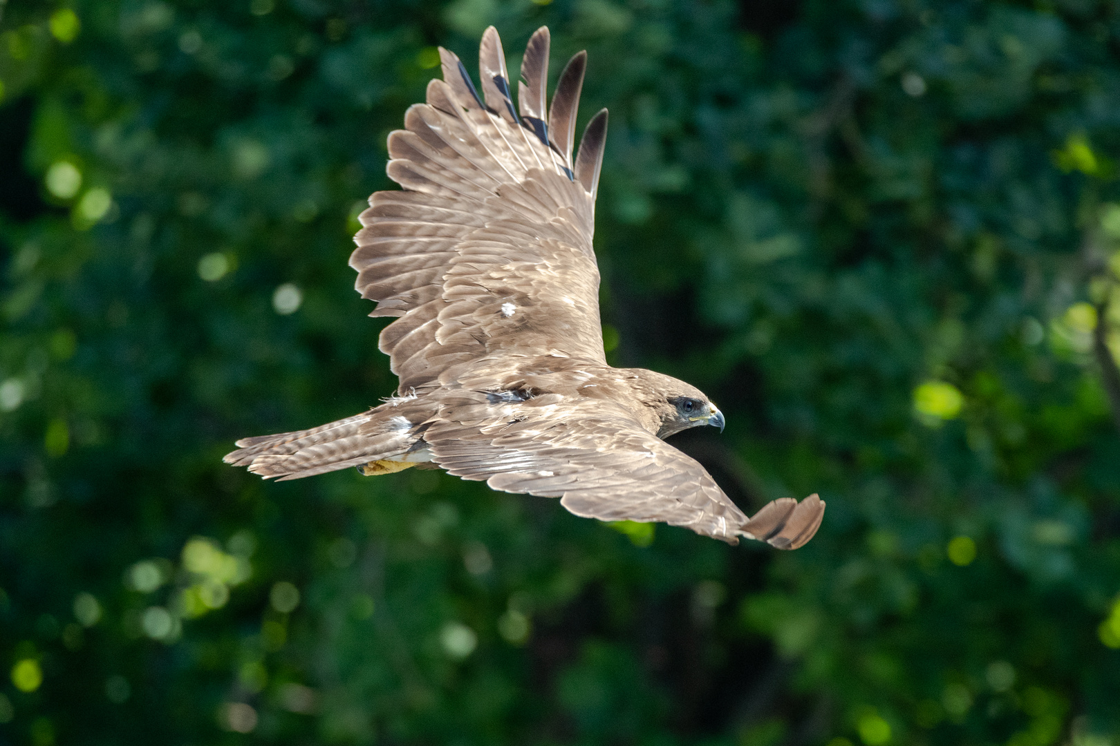 Bussard auf Beutesuche