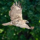 Bussard auf Beutesuche