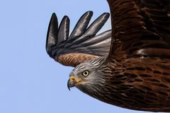 Bussard auf Beutezug
