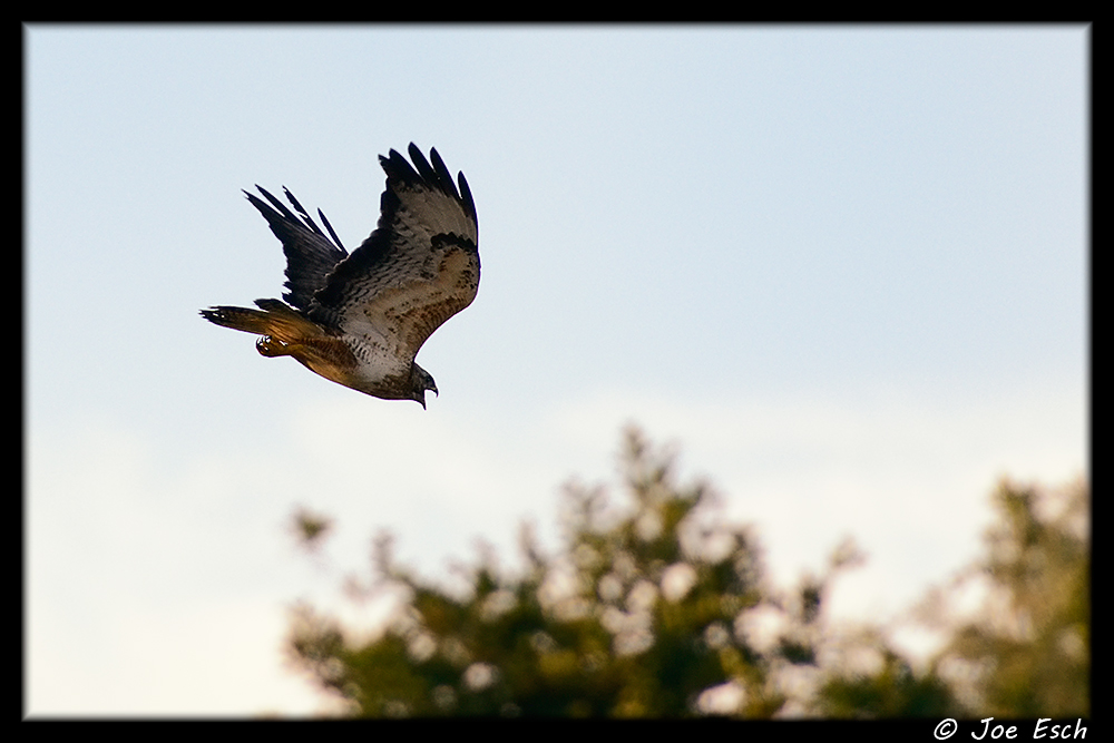 Bussard auf Beutezug II