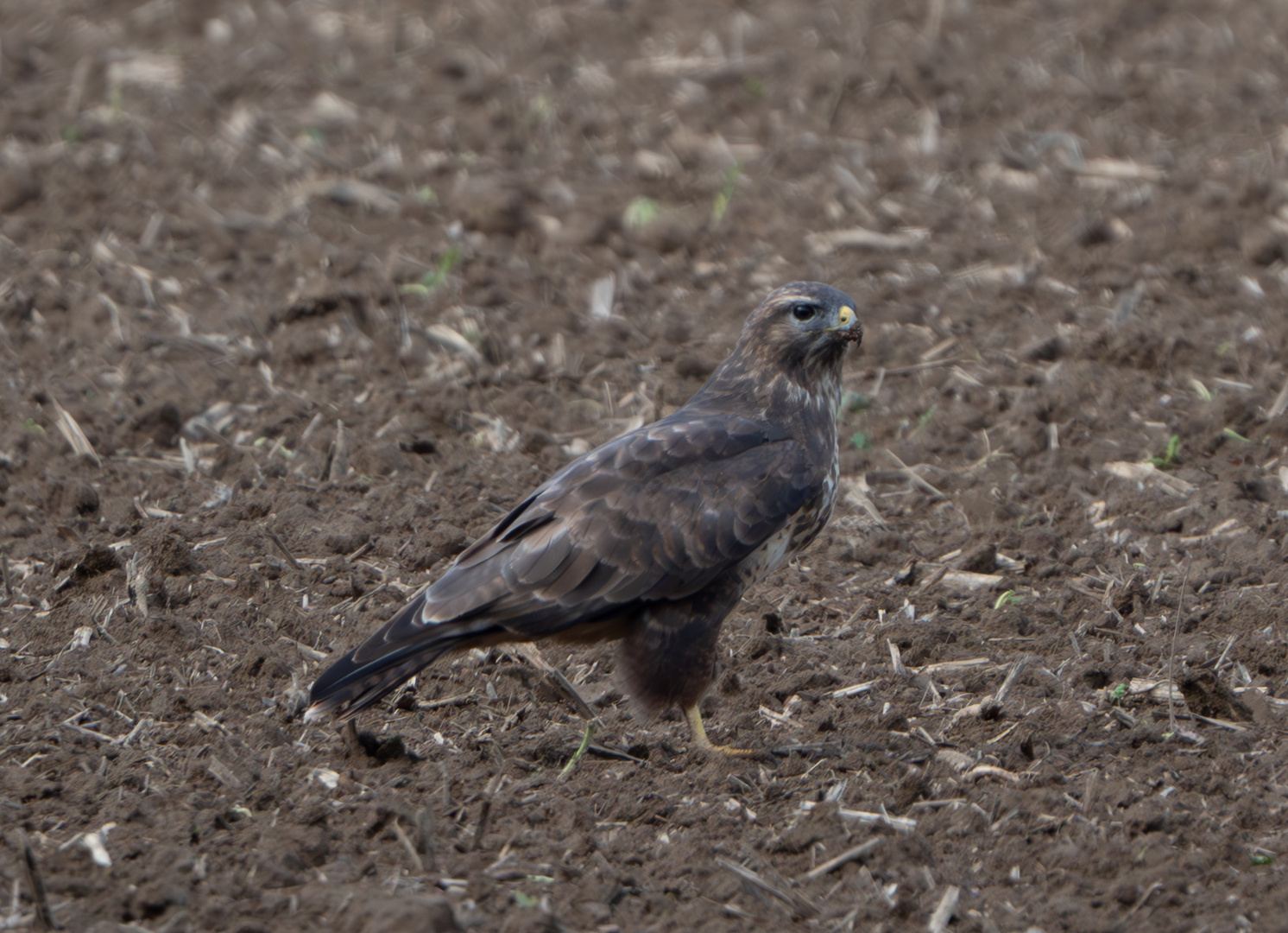 Bussard auf dem Acker